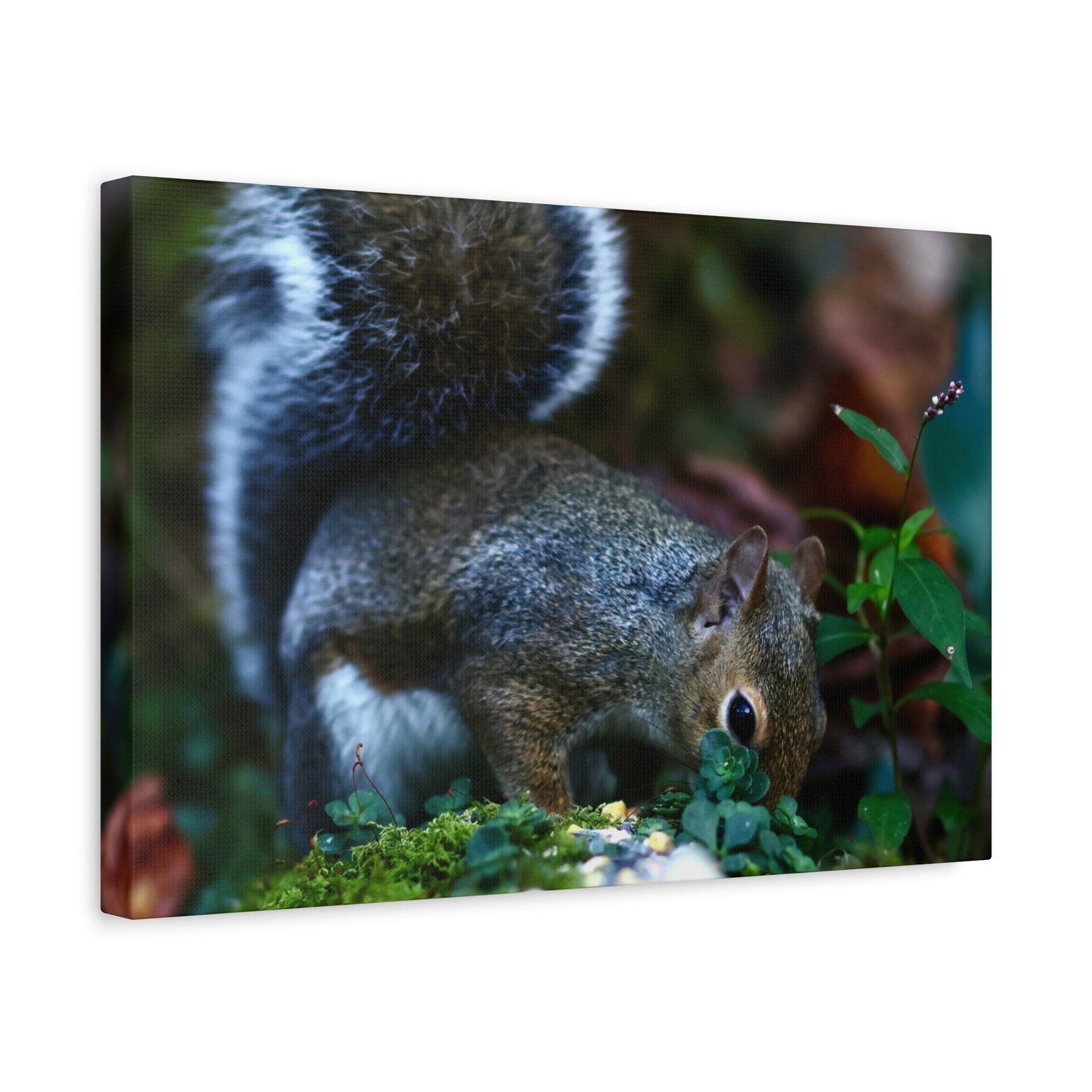 Squirrel Foraging Matte Canvas Print
