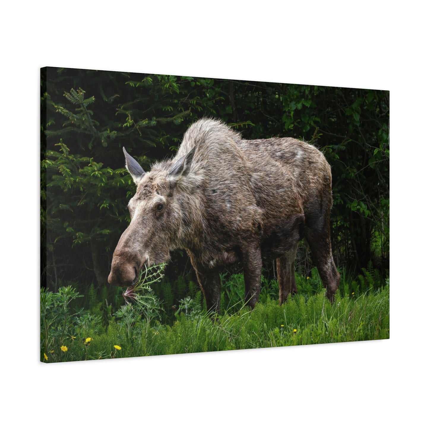 Wild Moose Matte Canvas Print — Rustic Forest Wildlife Wall Art