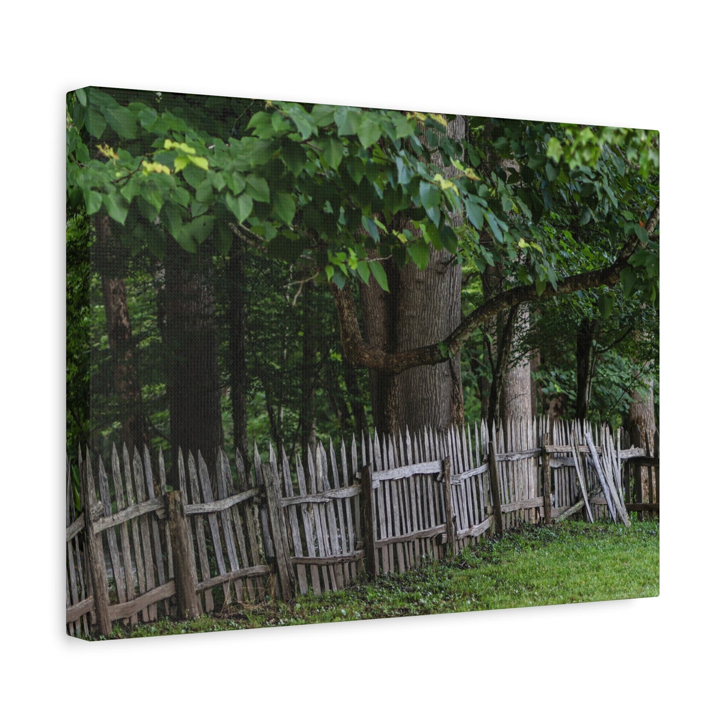 Rustic Split-Rail Fence Canvas Wall Art ~ Forest Landscape Matte Stretched Print