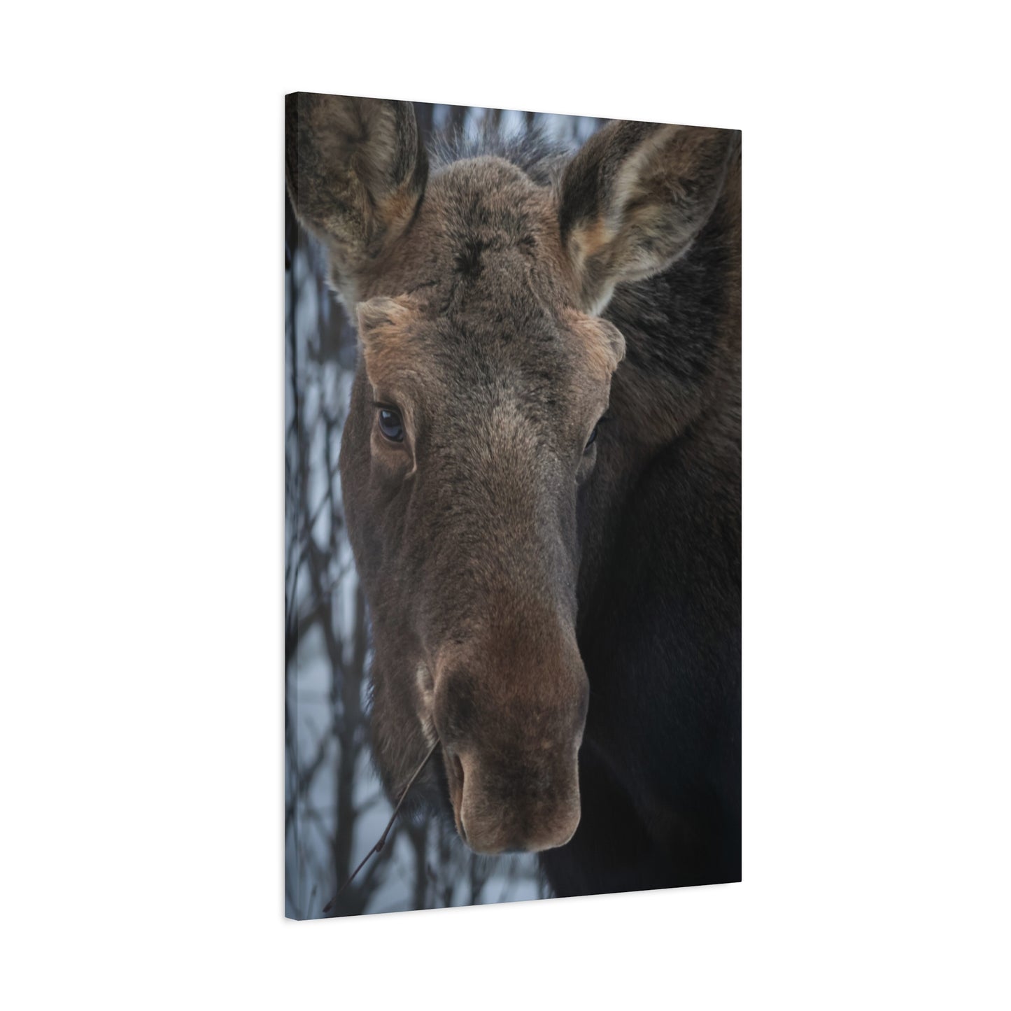Moose Face Close-Up Matte Canvas Wall Art
