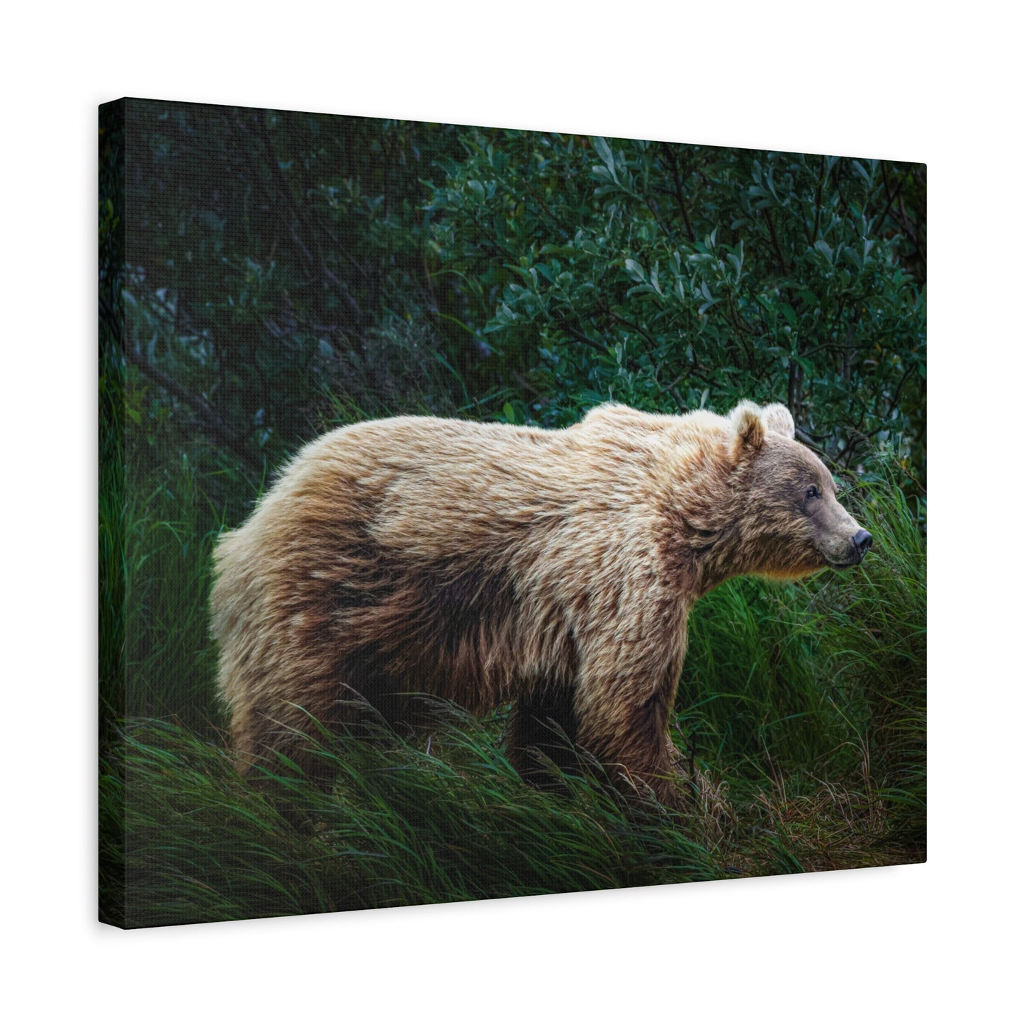 Katmai Brown Bear Canvas Print ~ Wildlife Wall Art Matte Stretched 1.25"