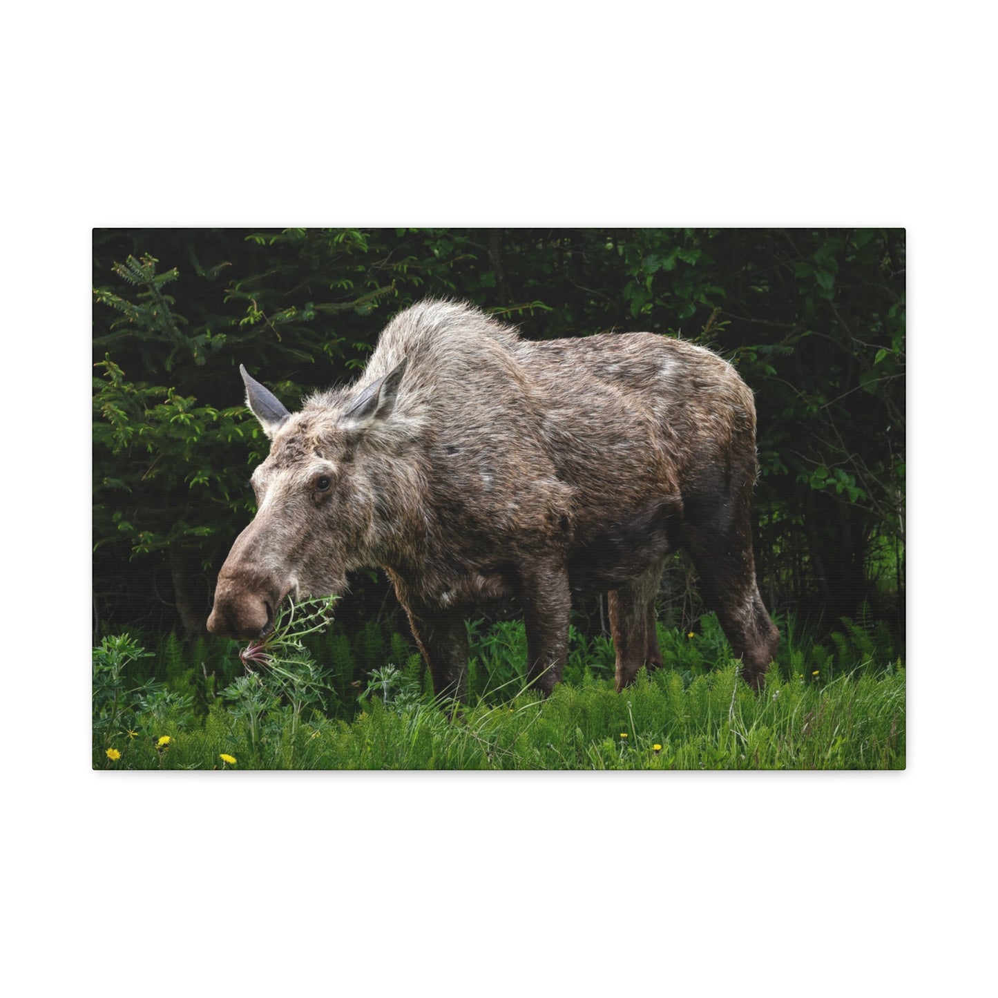 Wild Moose Matte Canvas Print — Rustic Forest Wildlife Wall Art