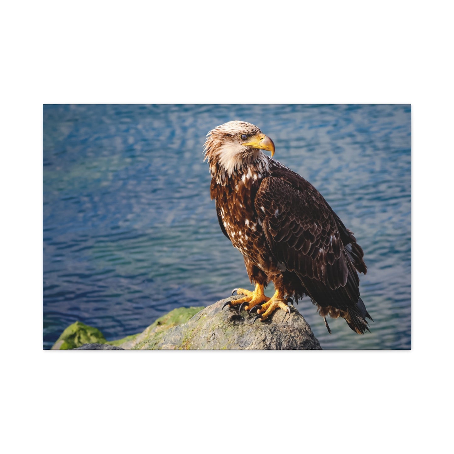 Bald Eagle Wildlife Canvas Print ~ Matte Stretched Wall Art