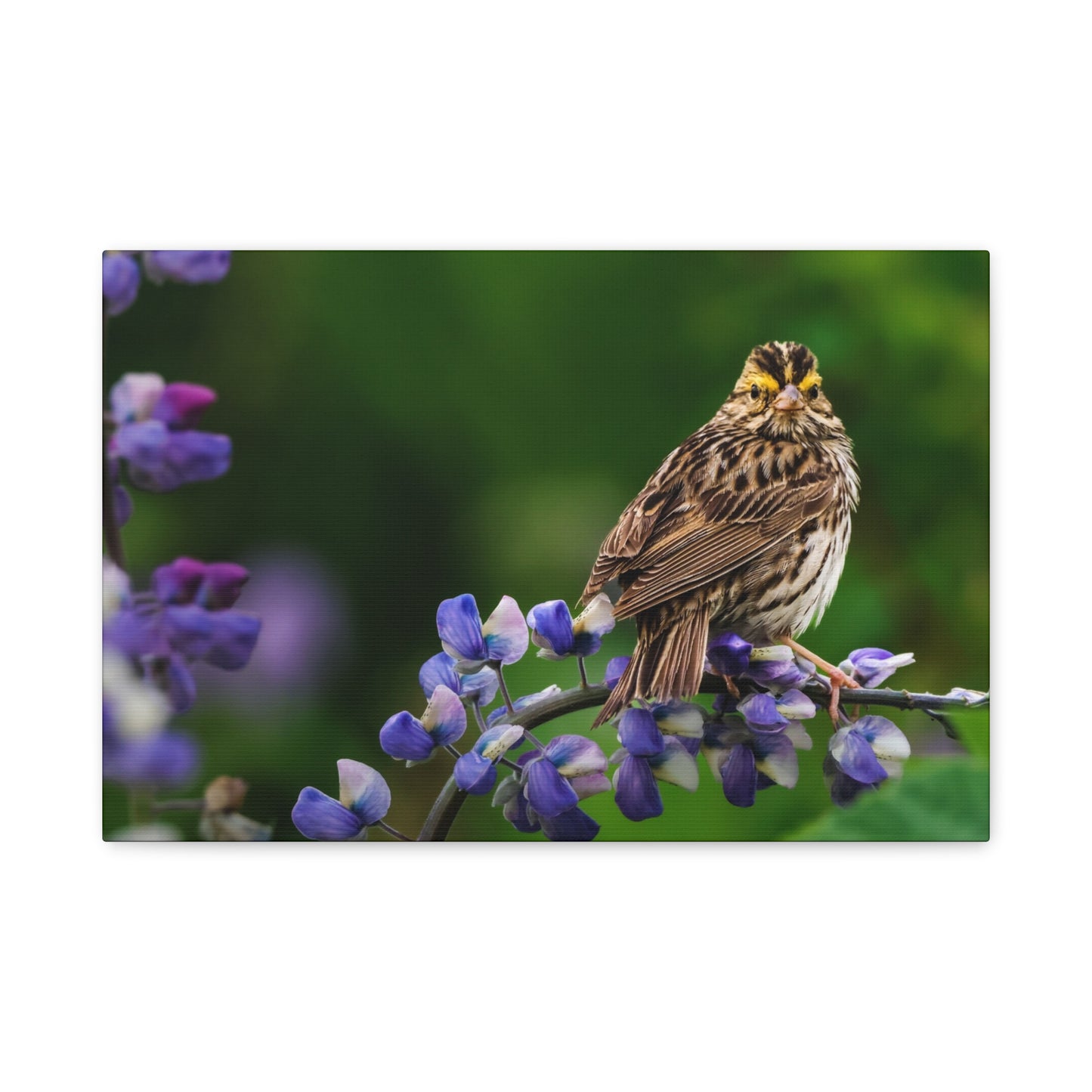 Golden Crowned Sparrow on Lupine, Matte Canvas Print Nature Wall Art