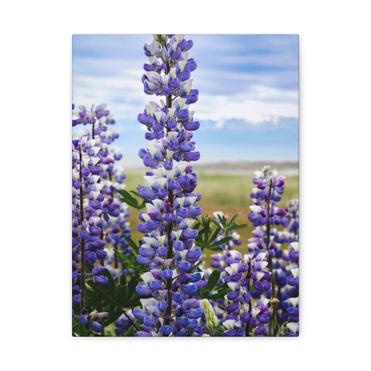 Lupine Field Matte Stretched Canvas