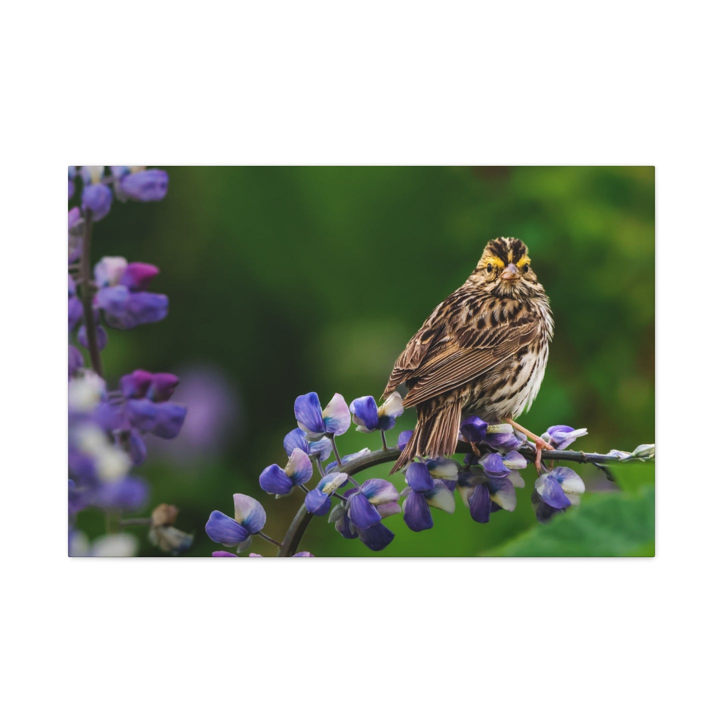 Golden Crowned Sparrow on Lupine, Matte Canvas Print Nature Wall Art