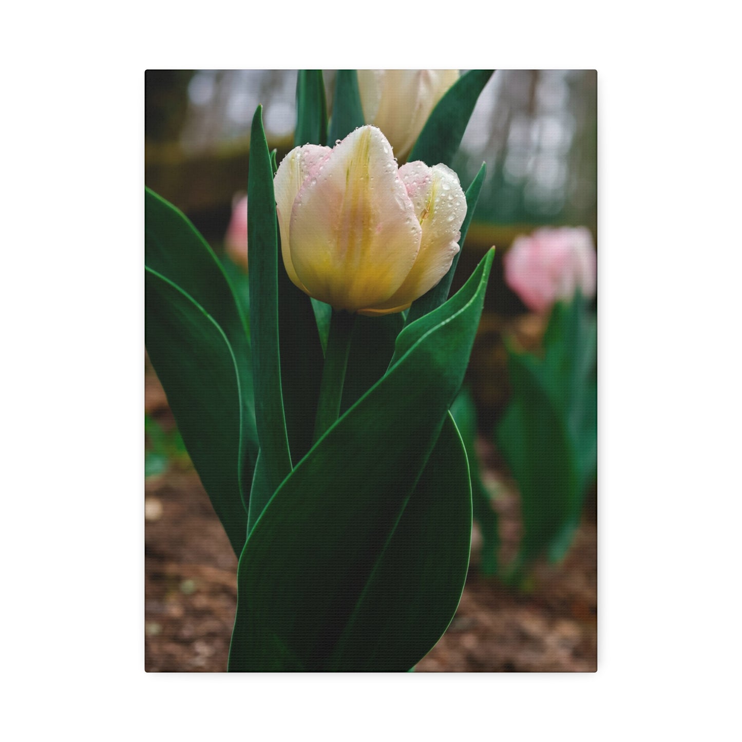 Tulip Blossom Spring Floral on canvas