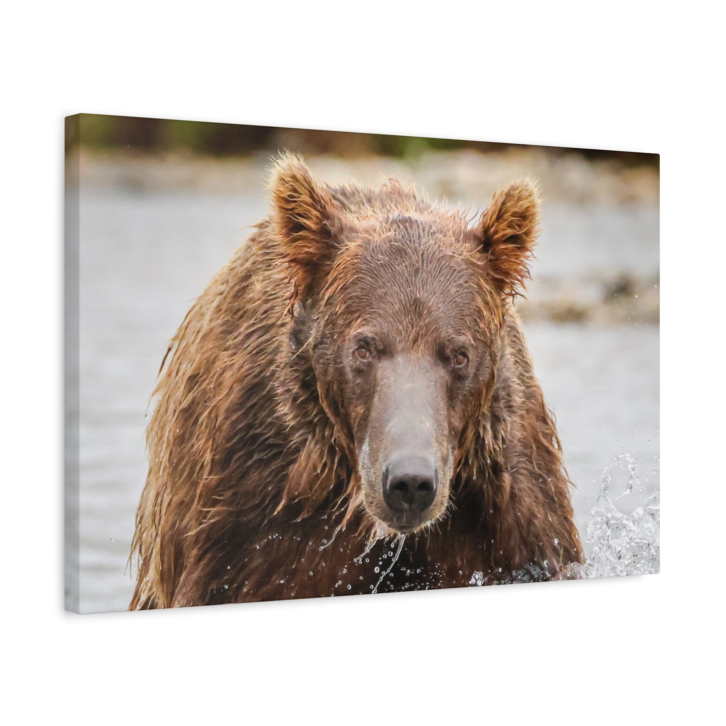 Katmai Brown Bear of Alaska Close-Up Matte Canvas Print ~ Wildlife Wall Art, 1.25" Stretched