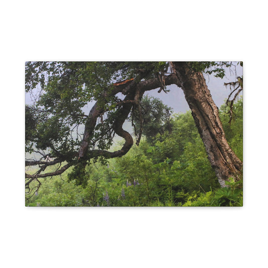 Birch Tree & Purple Lupine Matte Canvas Print ~ Stretched 1.25"