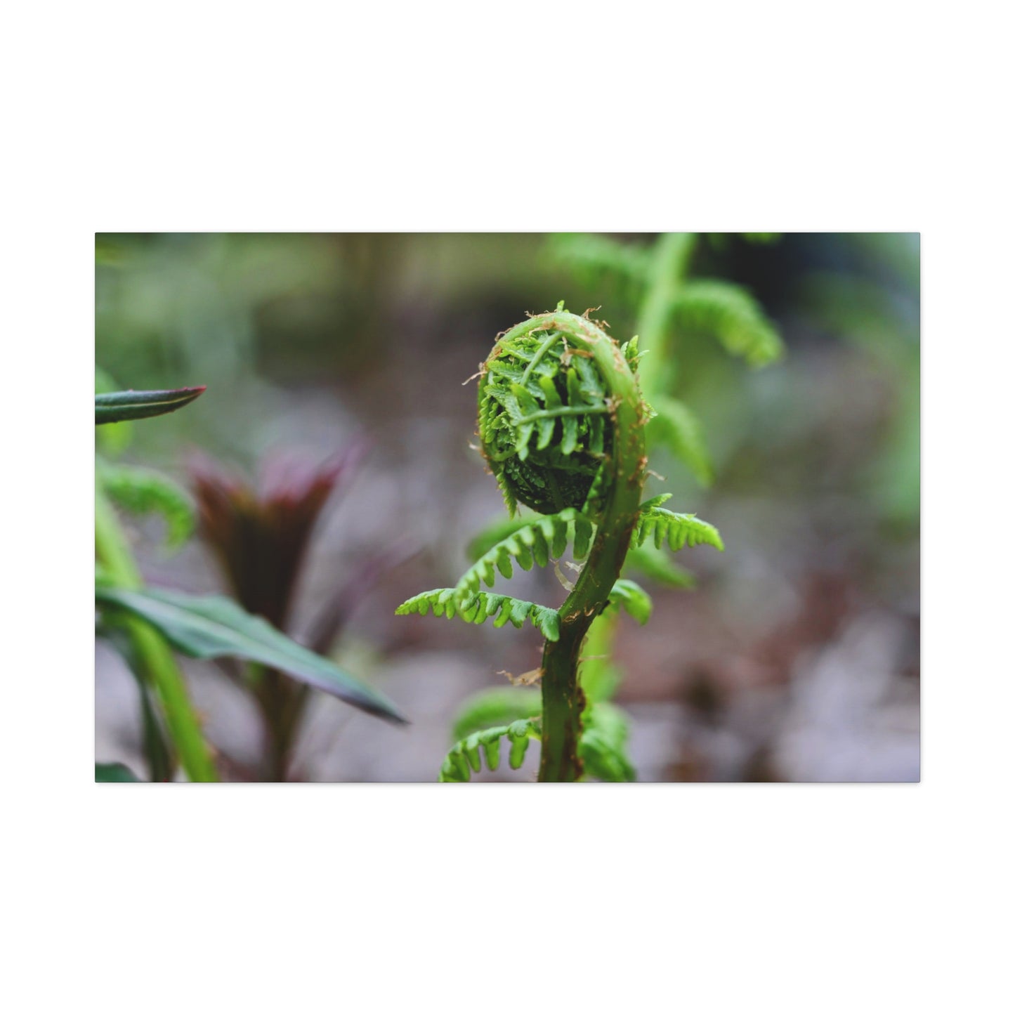 Where the Fern Unfurls ~ Matte Botanical Canvas Print