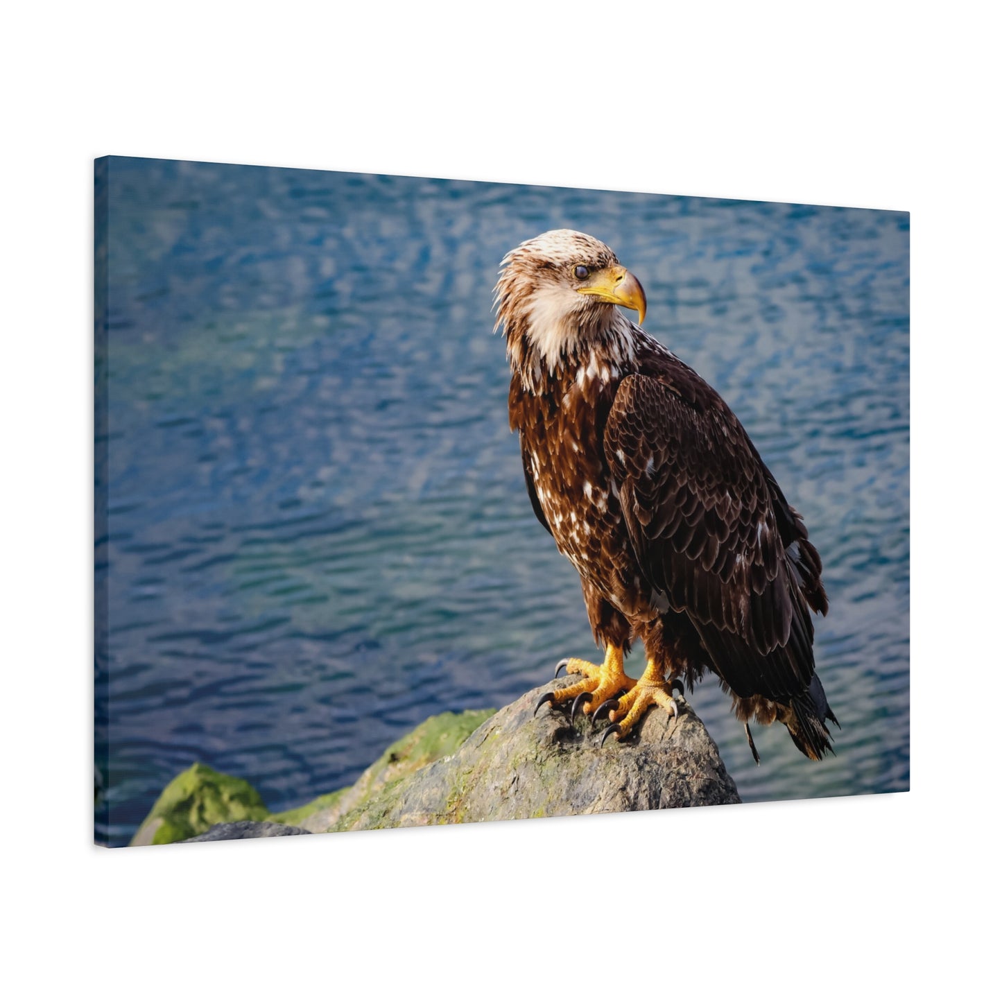 Bald Eagle Wildlife Canvas Print ~ Matte Stretched Wall Art