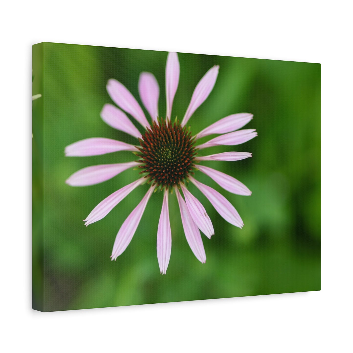 Pink Coneflower Botanical Canvas Wall Art — Matte Stretched 1.25"