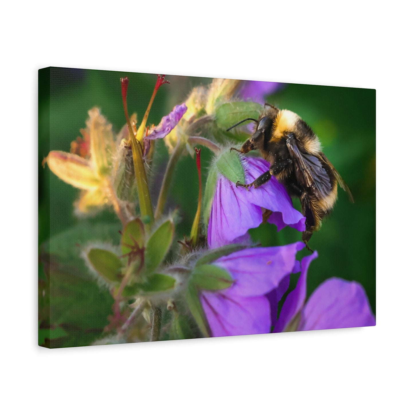 Bee on Purple Flower Matte Canvas Print