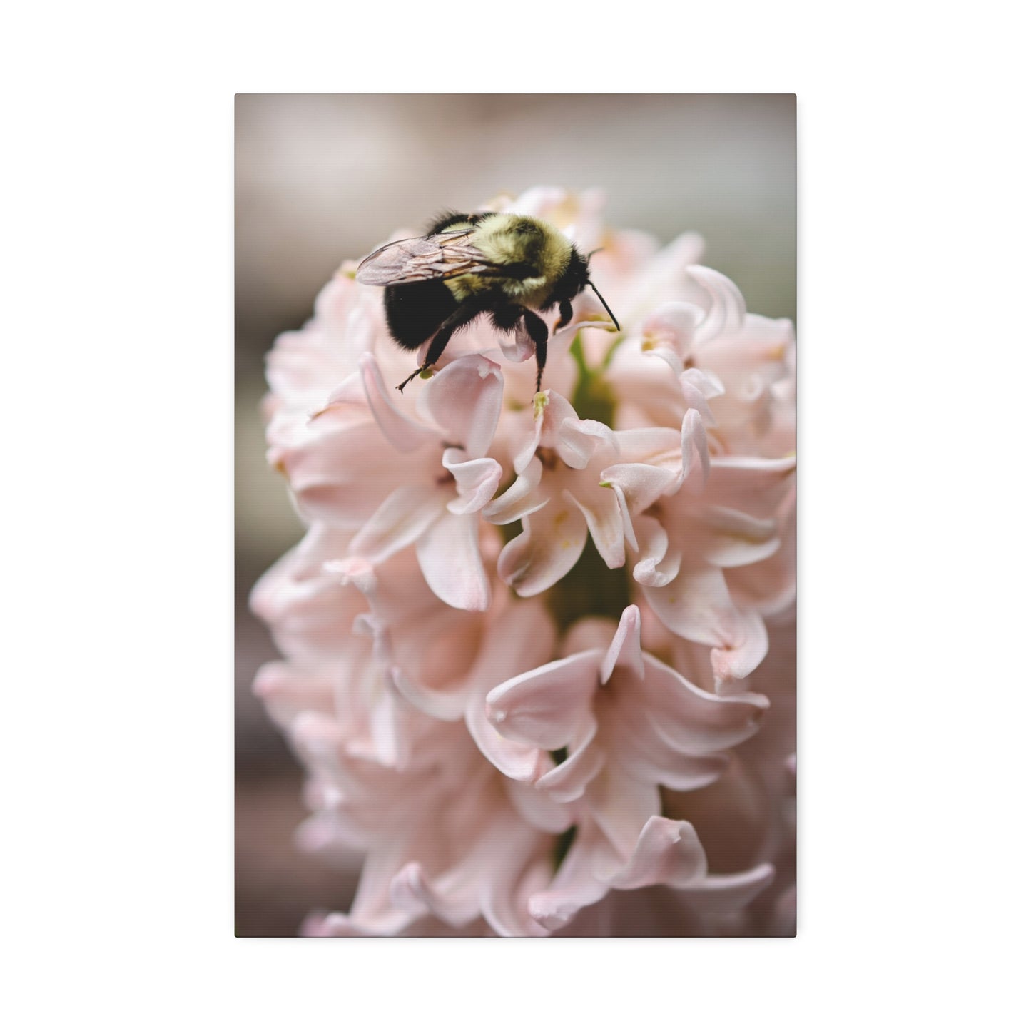 Bee on Pink Hyacinth Canvas Print ~ Botanical Wall Art