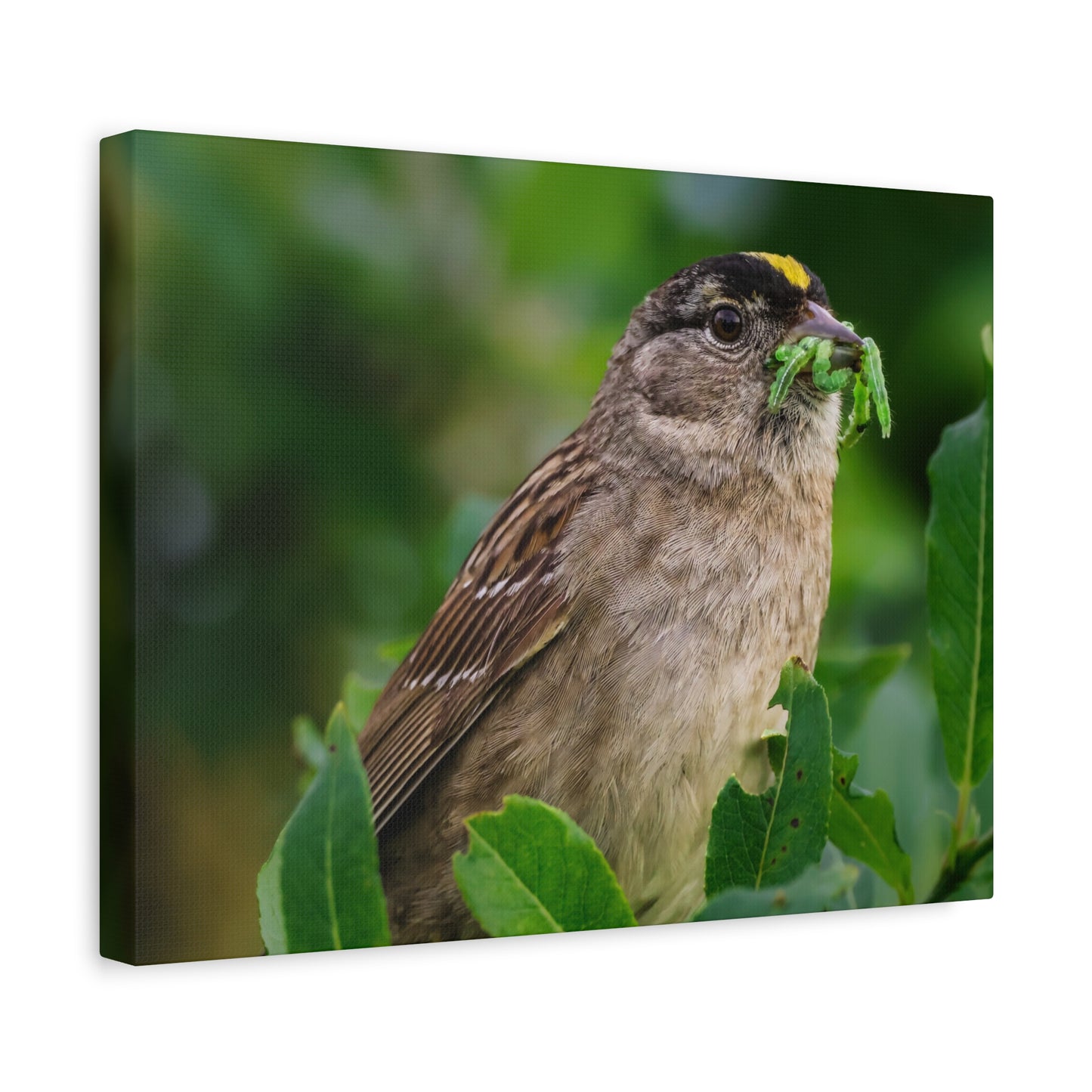 Golden-Crowned Sparrow Canvas Print, Bird Photography Wall Art