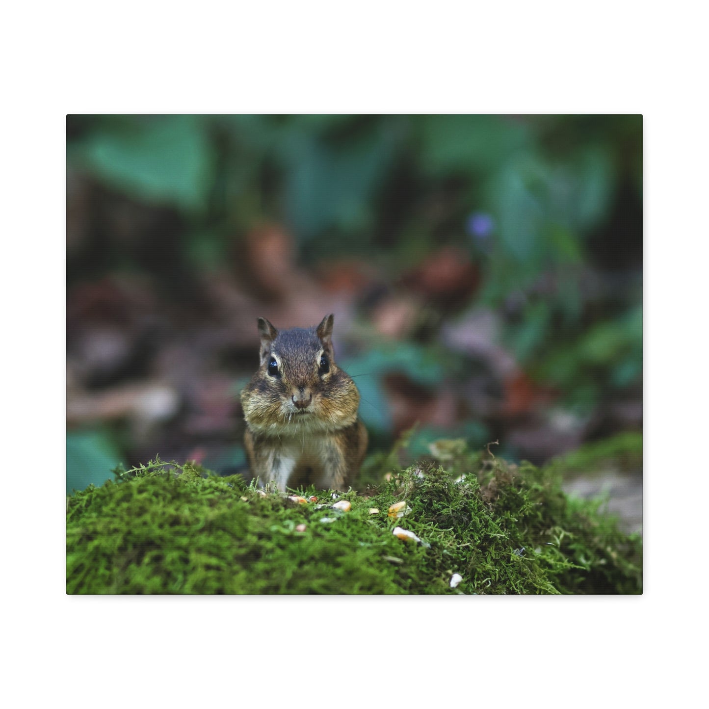Chipmunk Moss Canvas Art — Woodland Wildlife Matte Stretched Print