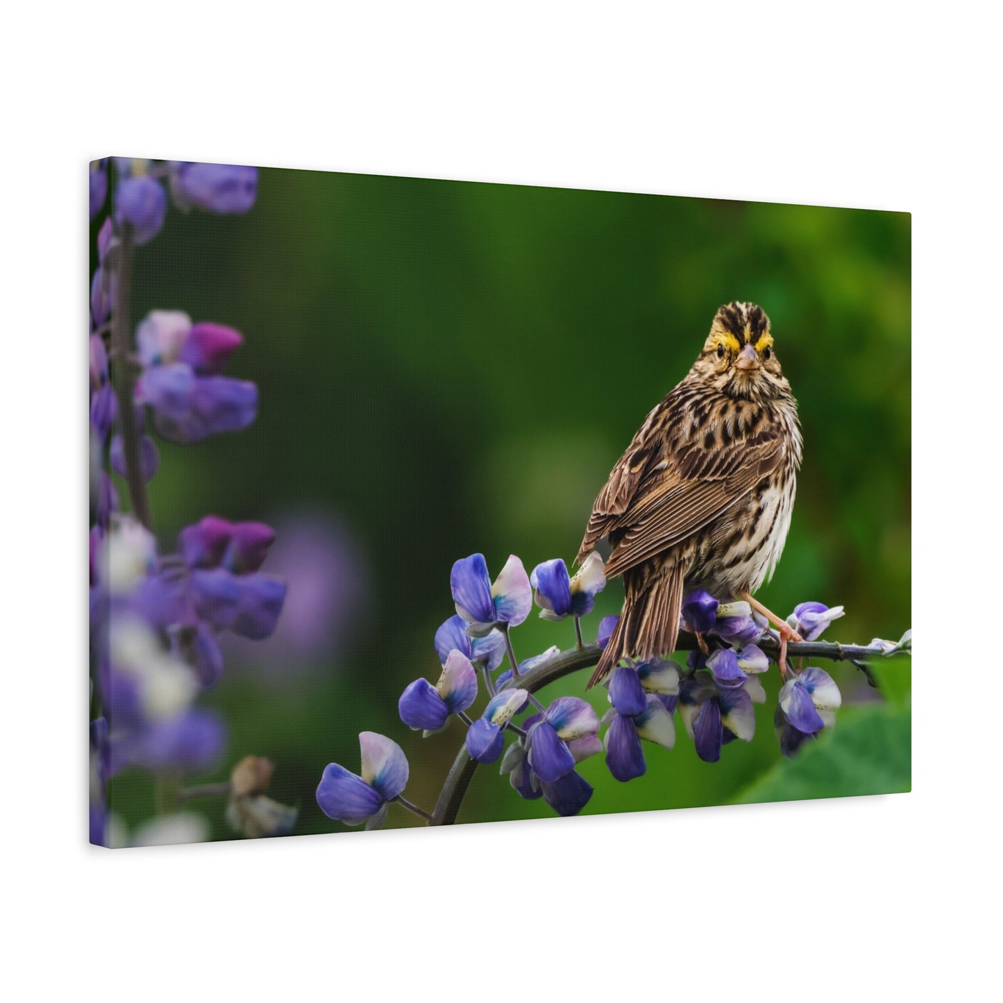 Golden Crowned Sparrow on Lupine, Matte Canvas Print Nature Wall Art