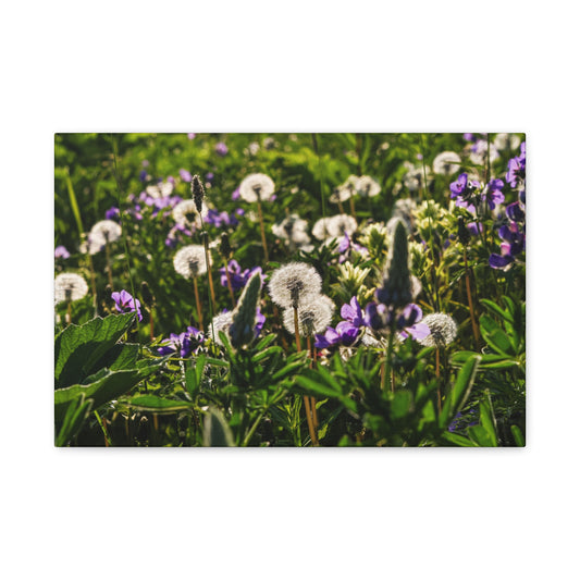 Dandelion Meadow Matte Canvas Print — Stretched 1.25"