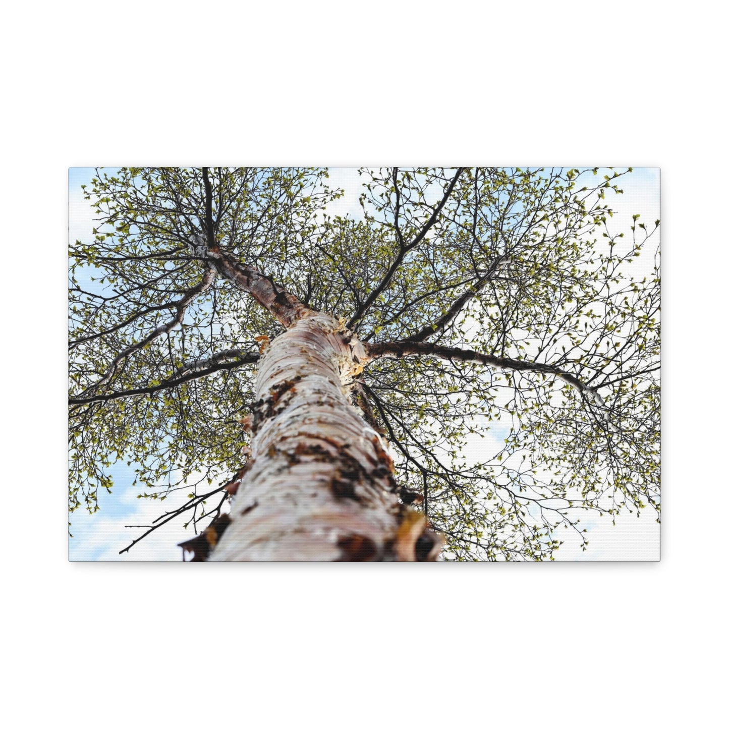 Looking Up Through Birch Light ~ Matte Canvas Print