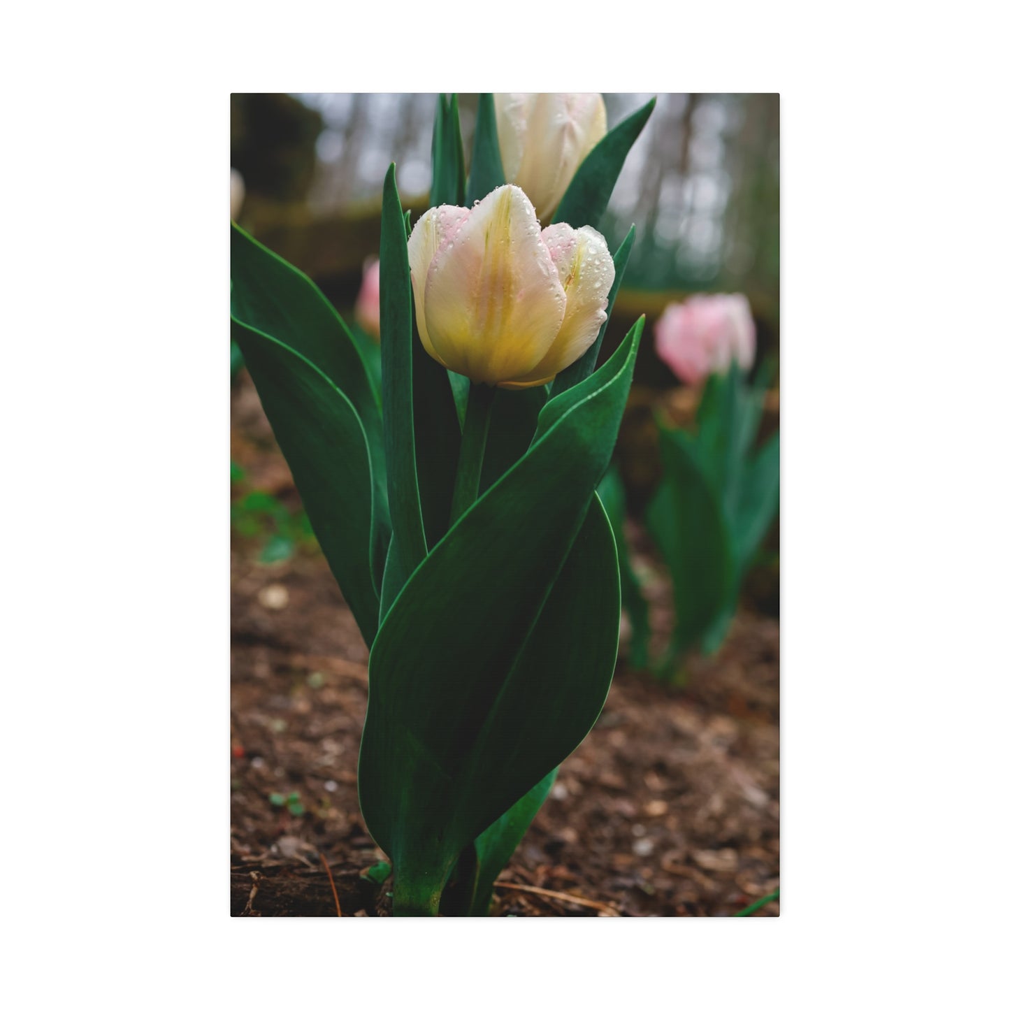 Tulip Blossom Spring Floral on canvas