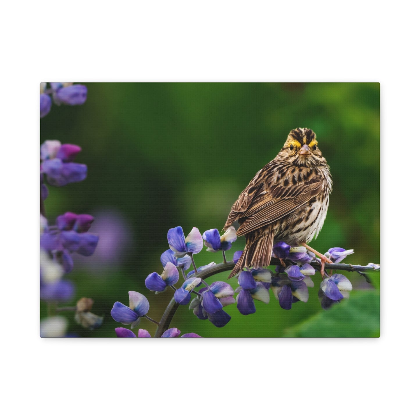 Golden Crowned Sparrow on Lupine, Matte Canvas Print Nature Wall Art