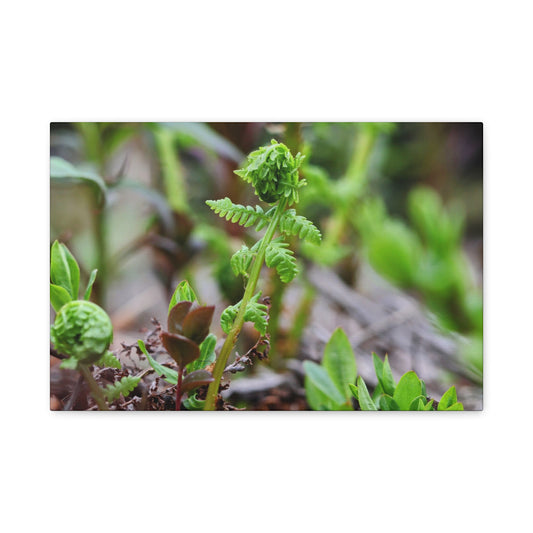 Fiddlehead Fern Matte Stretched Canvas Print ~ Botanical Nature Wall Art