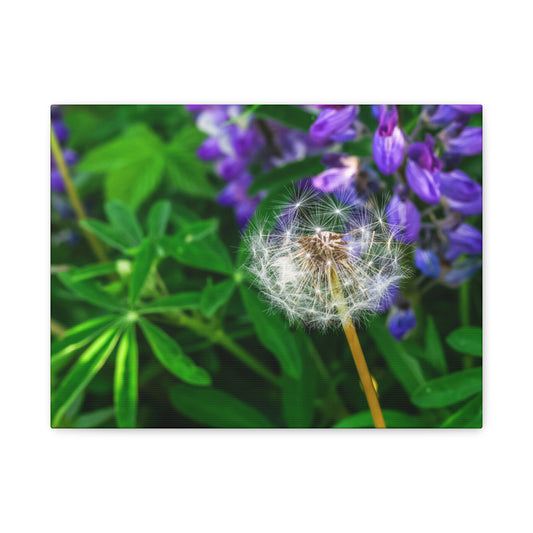 Dandelion & Lupine Floral Canvas Print ~ Matte Stretched Wall Art (1.25")