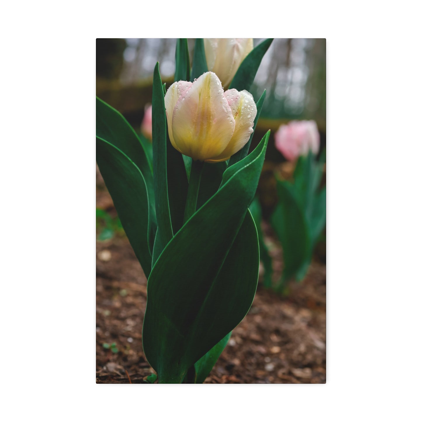 Tulip Blossom Spring Floral on canvas