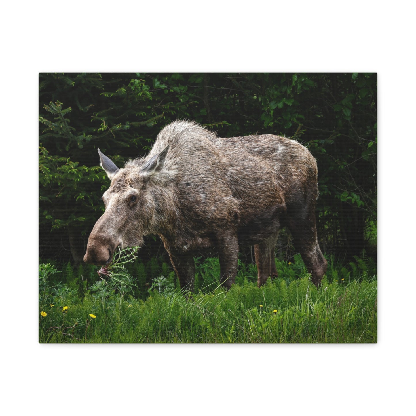 Wild Moose Matte Canvas Print — Rustic Forest Wildlife Wall Art