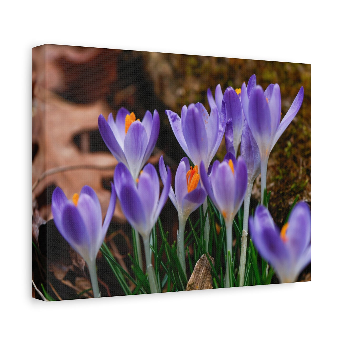 Purple Crocus Flower Canvas Stretched Matte Canvas
