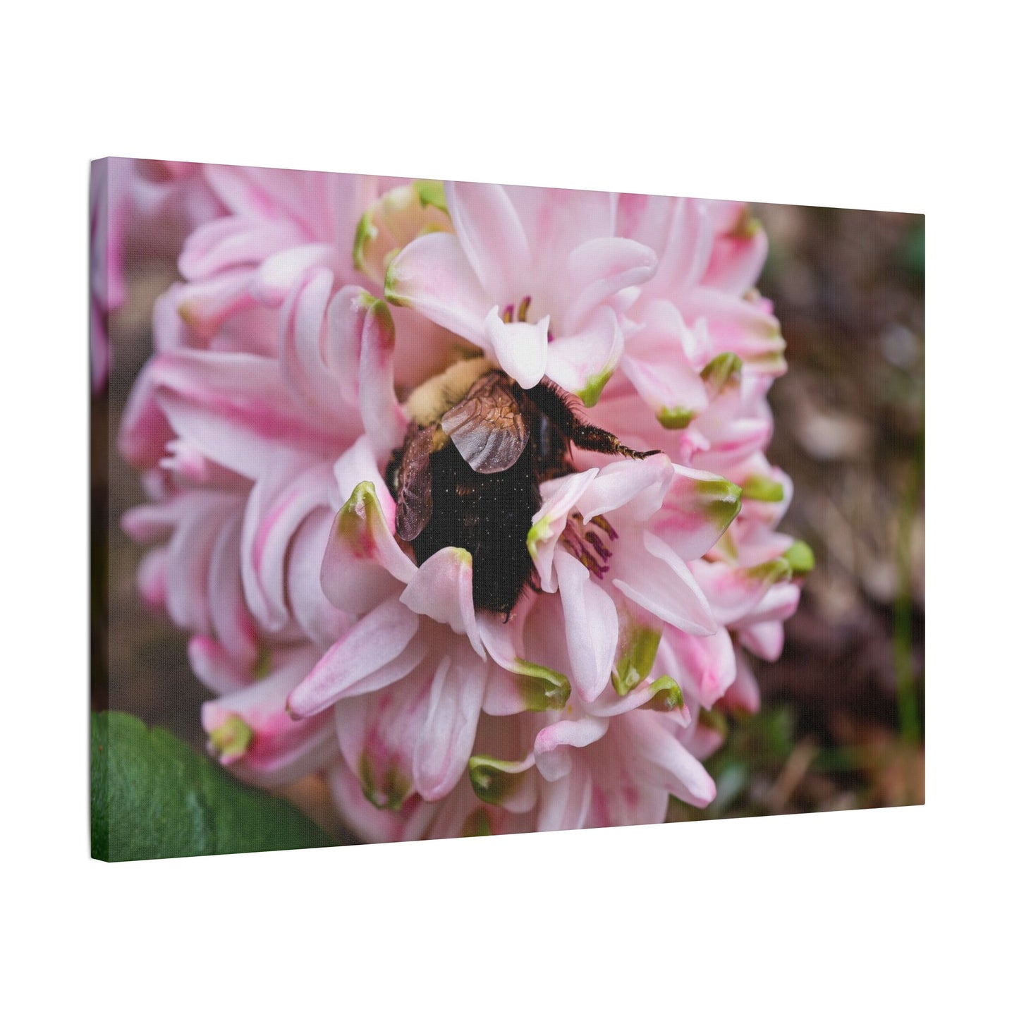 Pink Hyacinth Bee Canvas