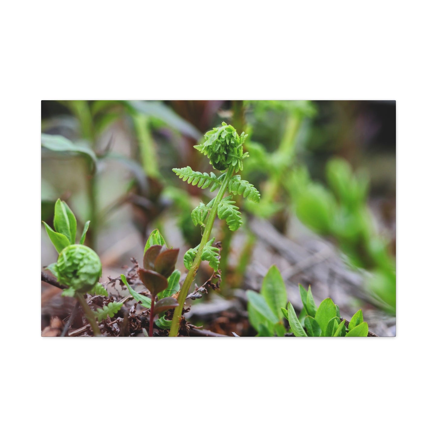 Fiddlehead Fern Matte Stretched Canvas Print ~ Botanical Nature Wall Art