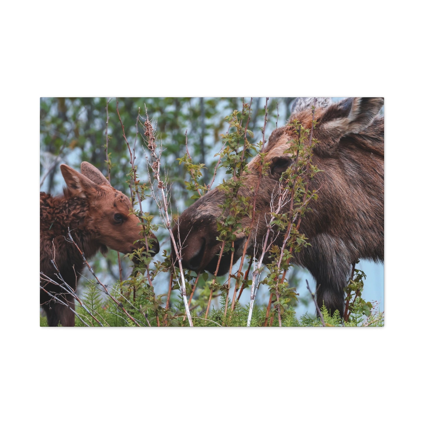 Moose Mama & Calf Matte Canvas Wall Art