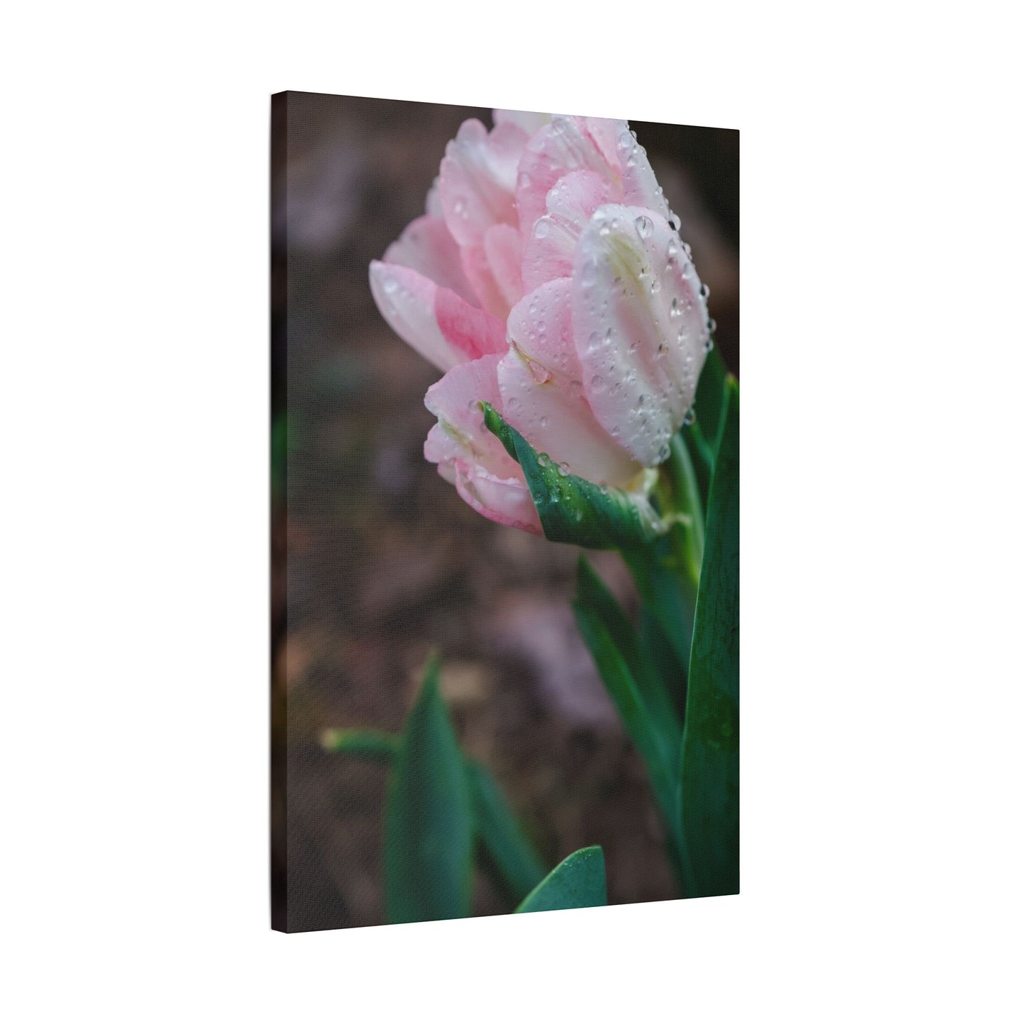 Pale Pink Tulip Close-Up with Rain Drops