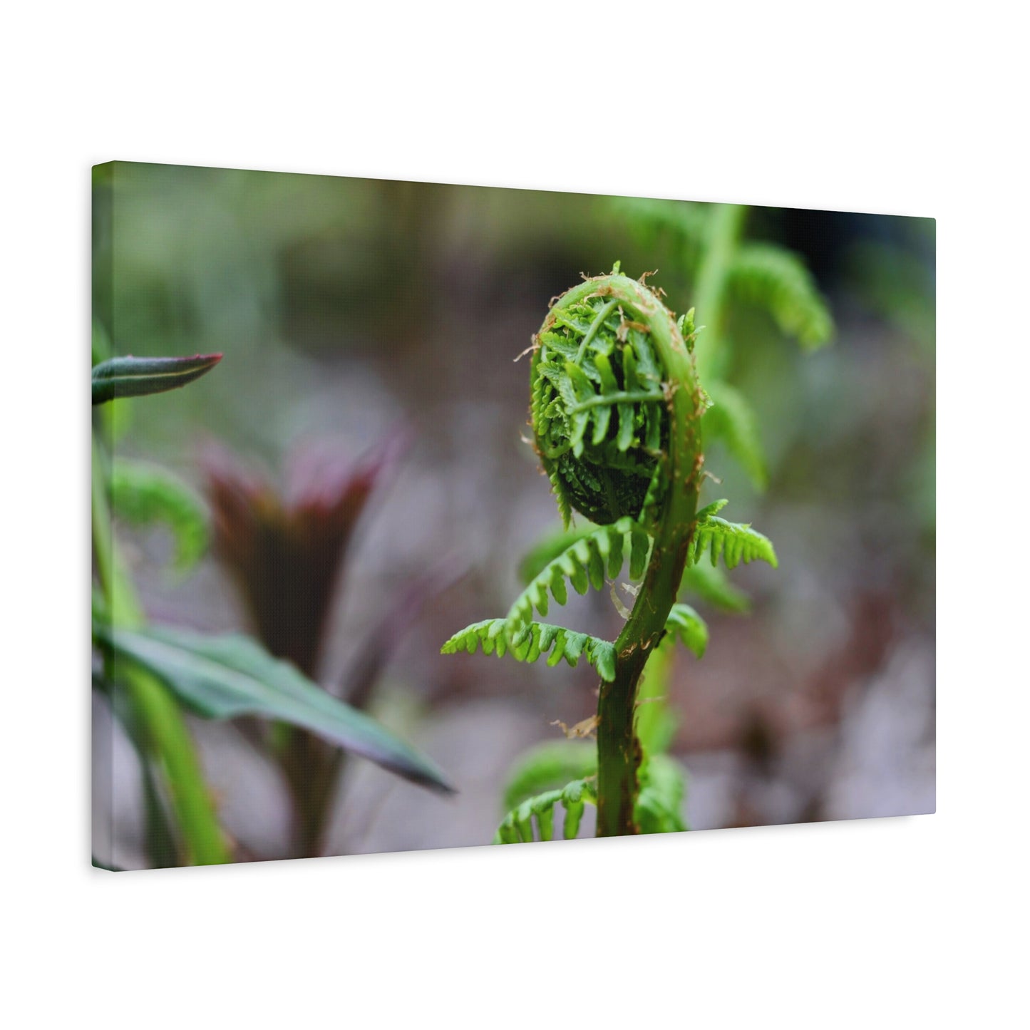 Where the Fern Unfurls ~ Matte Botanical Canvas Print