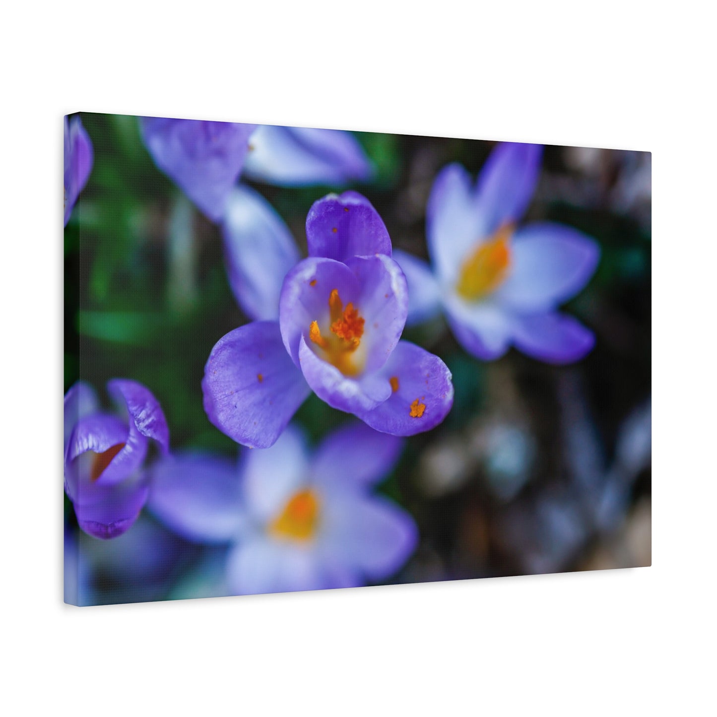 Purple Crocus Blossom Matte Canvas Print, Spring Floral Wall Art
