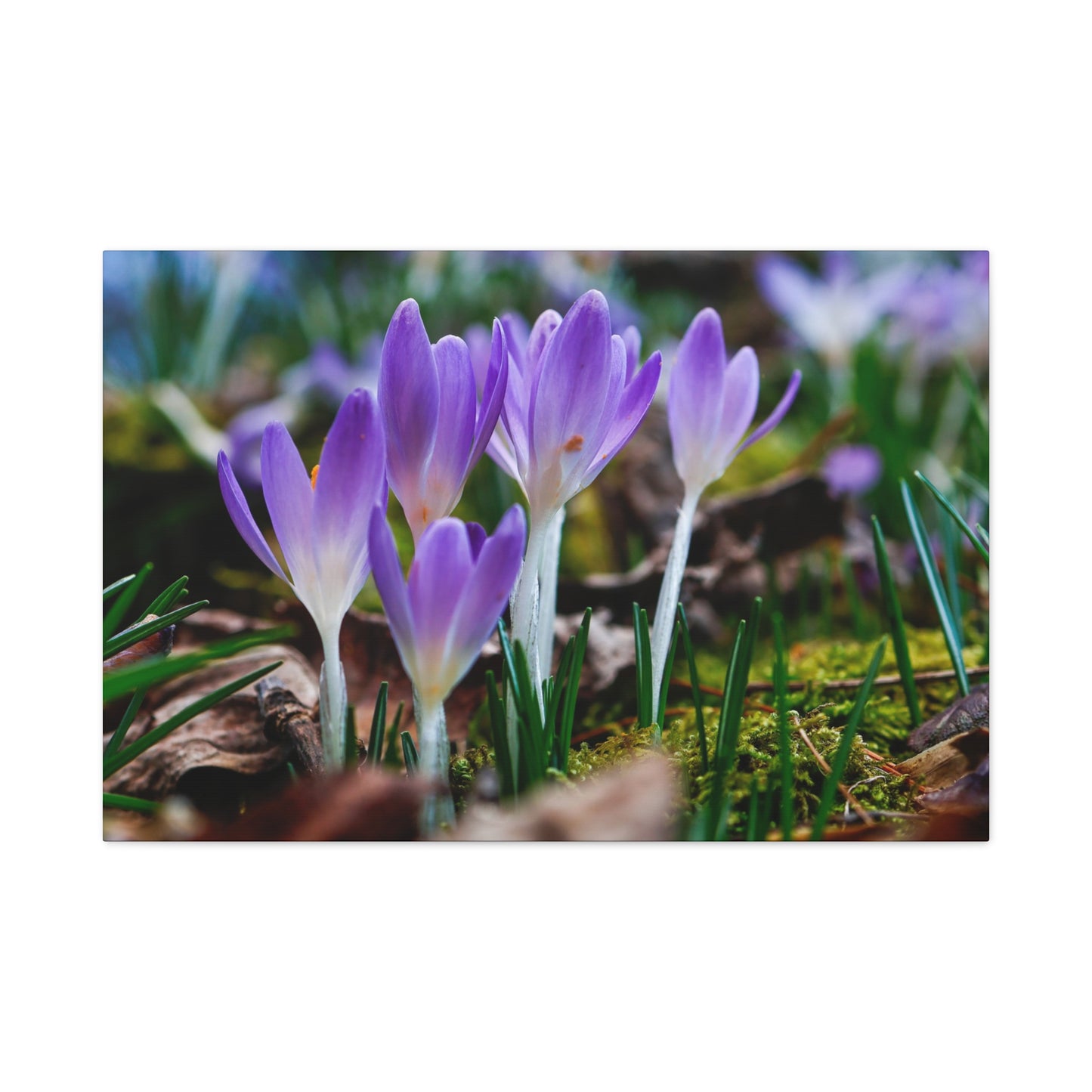 Purple Crocus Spring Flowers Matte Canvas Wall Art, Stretched 1.25"