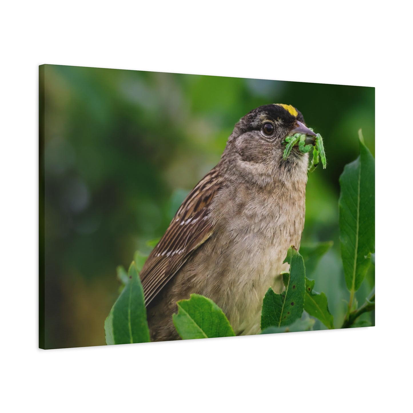 Golden-Crowned Sparrow Canvas Print, Bird Photography Wall Art