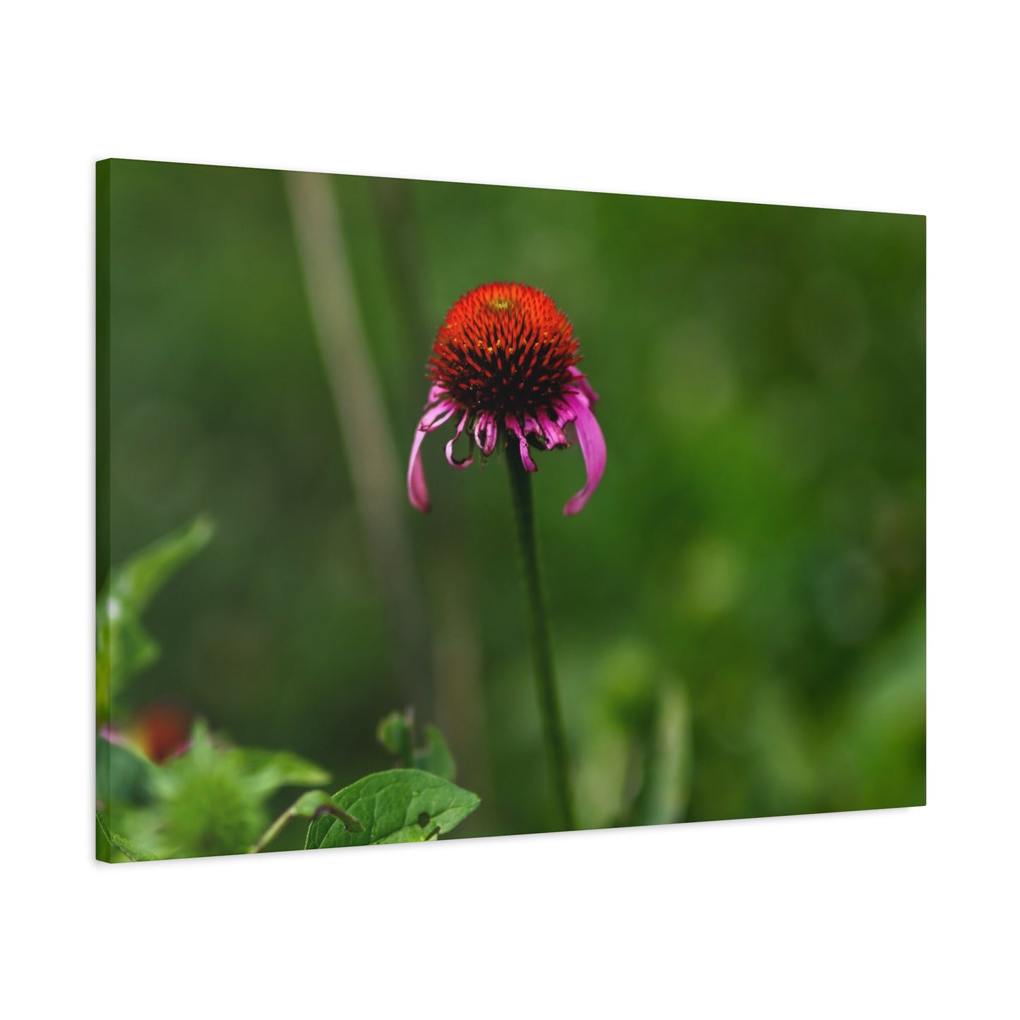 Echinacea Wildflower Canvas Print — Matte Stretched Wall Art