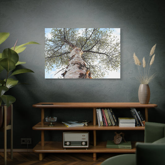 Looking Up Through Birch Light ~ Matte Canvas Print