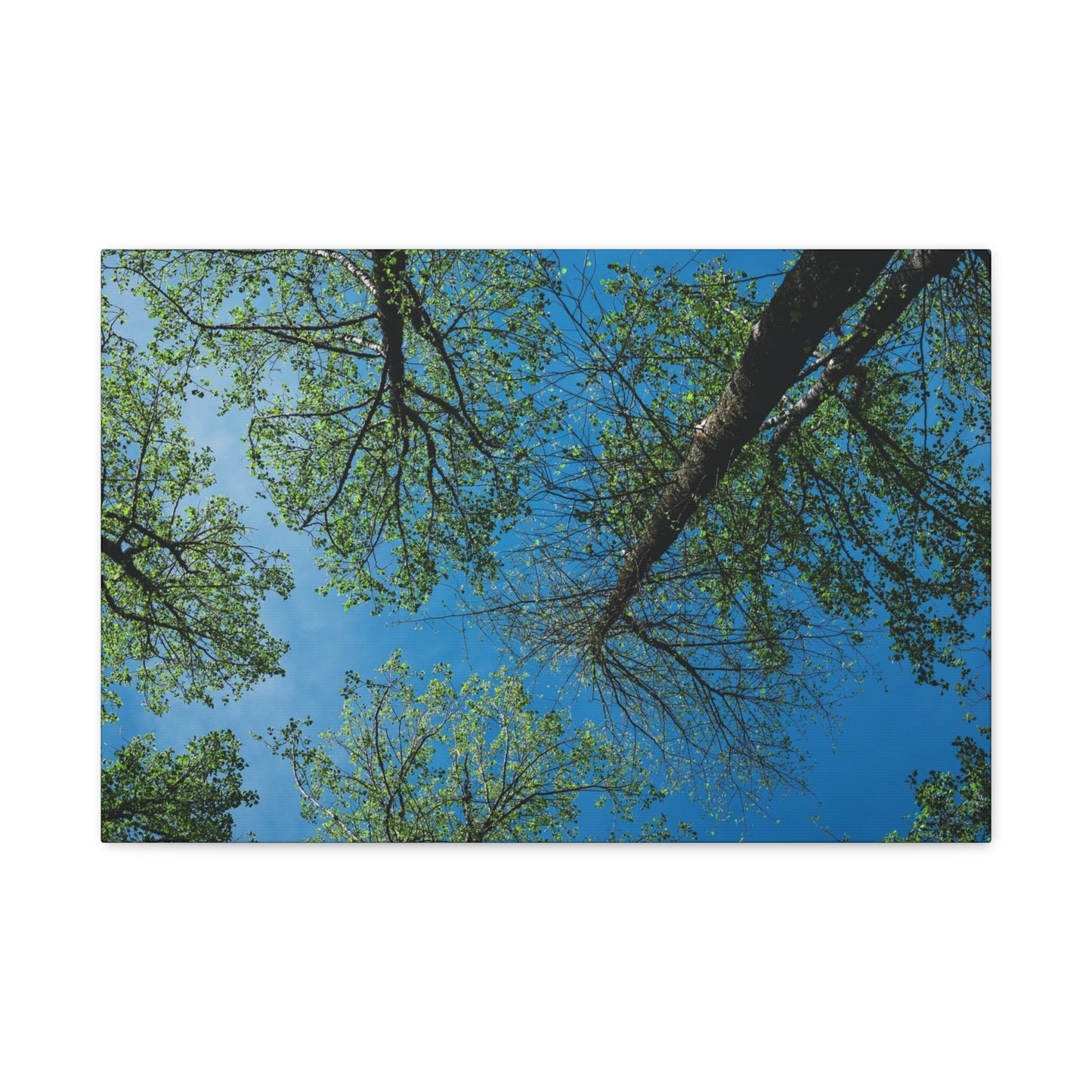 Looking Up Through The Quiet | Stretched Matte Wall Art