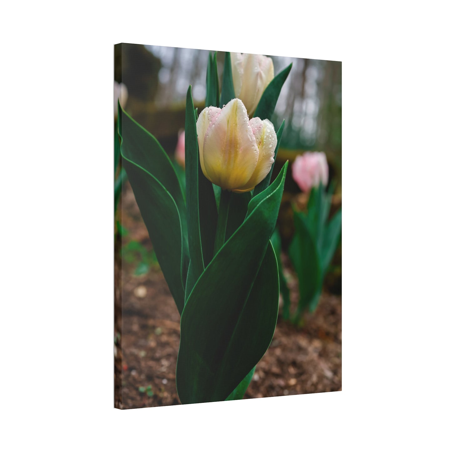 Tulip Blossom Spring Floral on canvas