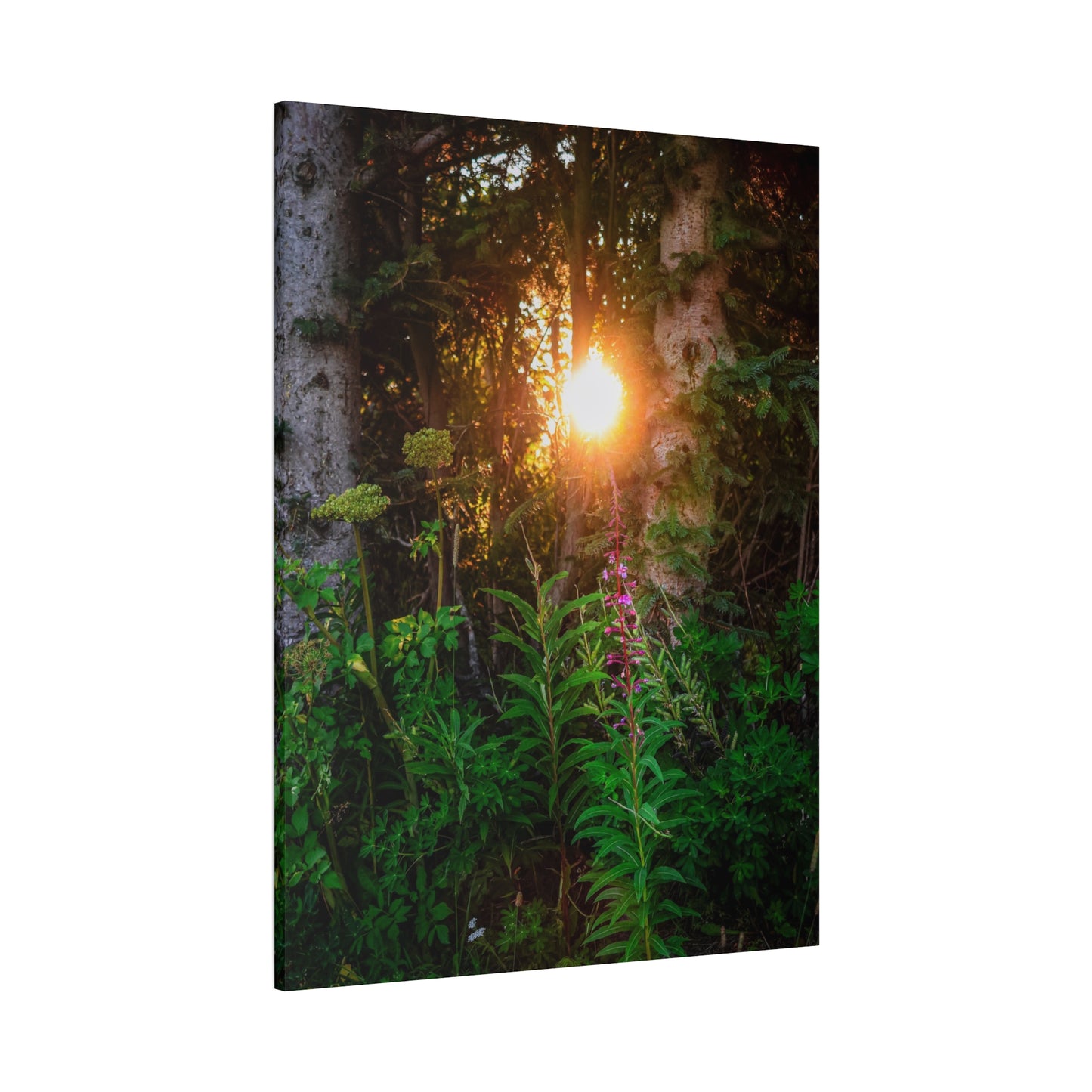 Sunlit Forest Wildflower Canvas Print
