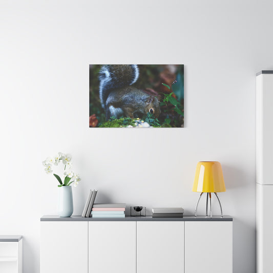 Squirrel Foraging Matte Canvas Print