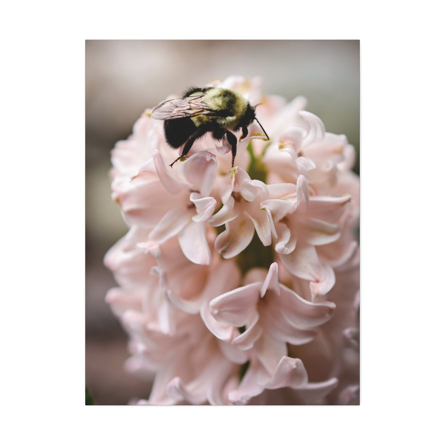 Bee on Pink Hyacinth Canvas Print ~ Botanical Wall Art