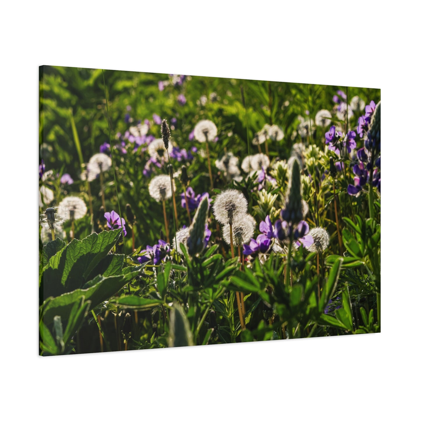 Dandelion Meadow Matte Canvas Print