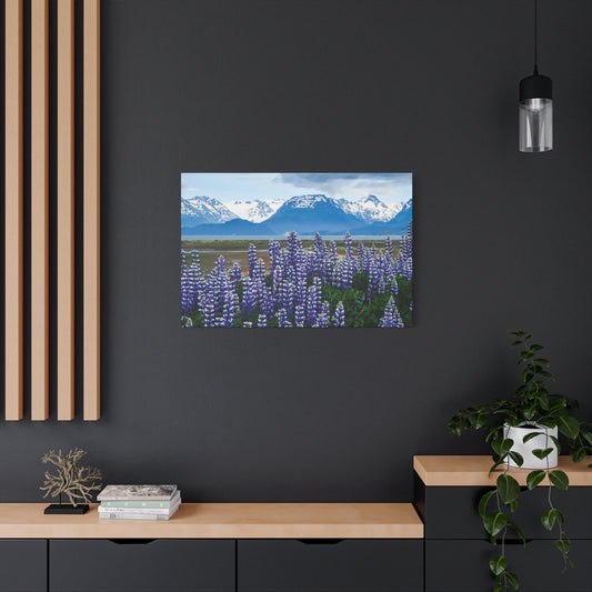 Lupine Coastal Canvas Print — Purple Wildflower Wall Art