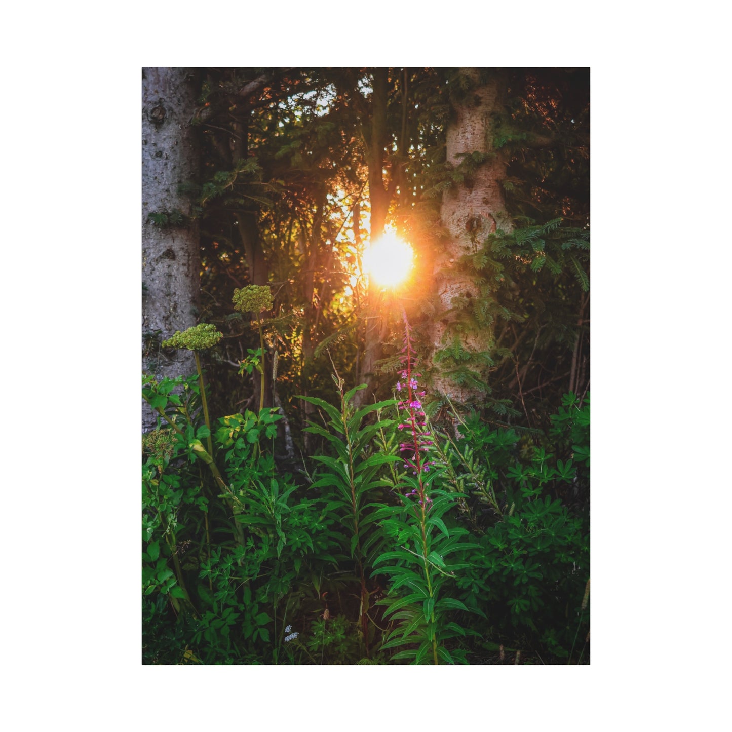 Sunlit Forest Wildflower Canvas Print