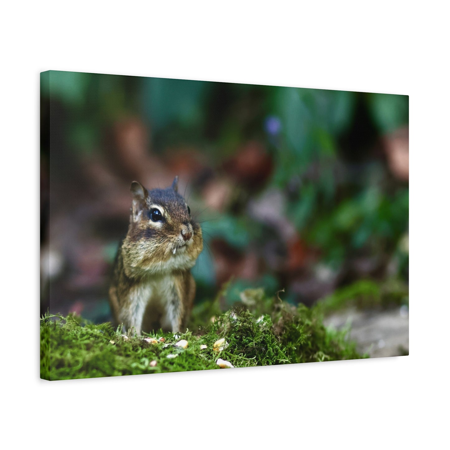 Chipmunk in Moss Matte Canvas Wall Art — Woodland Wildlife Photography Stretched Print