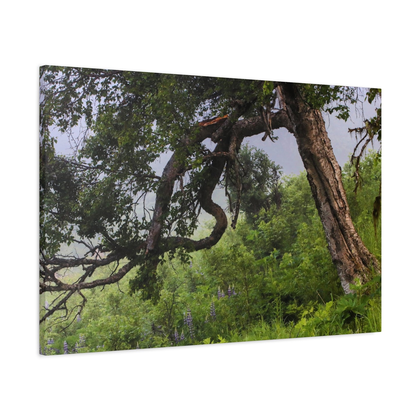 Birch Tree & Purple Lupine Matte Canvas Print ~ Stretched 1.25"